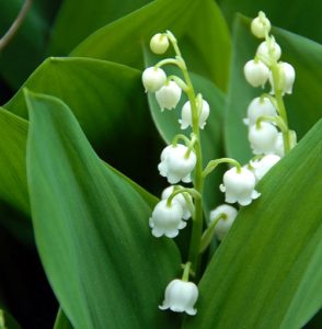 muguet muguet