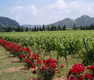 Alpilles vineyards