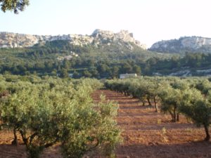 Olive groves
